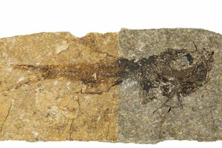 Oligocene Fossil Deep-Sea Hatchetfish (Polyipnus) - Poland #320590